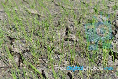 Rice Seedlings On A Dry Field Stock Photo