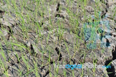 Rice Seedlings On A Dry Field Stock Photo