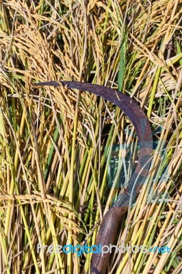 Rice Sickle Closeup Detail Stock Photo