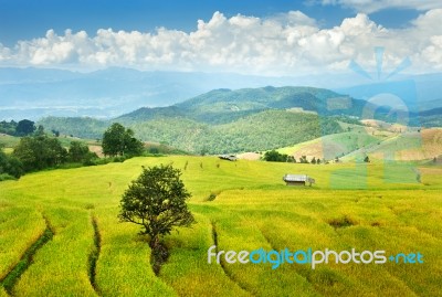 Rice Terrace Stock Photo