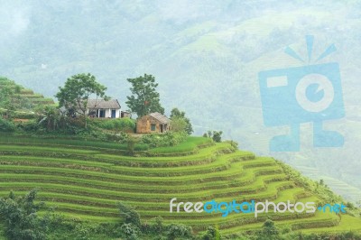 Rice Terraces Stock Photo