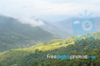 Rice Terraces Stock Photo