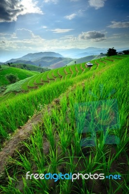 Rice Terraces In Northern Of Thailand Stock Photo