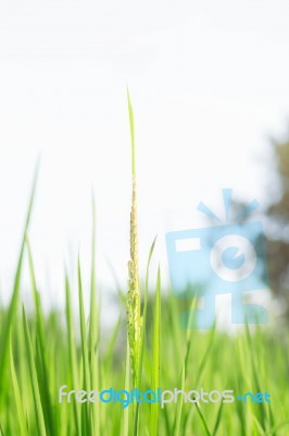 Rice With Freshness At Sky Stock Photo