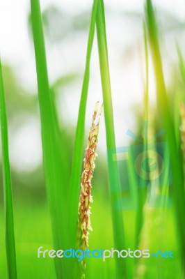 Rice With Sun Shining Stock Photo