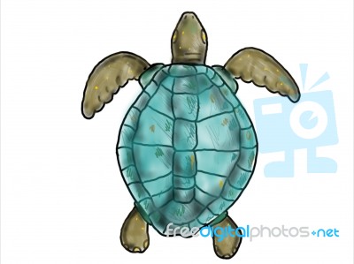 Ridley Sea Turtle Swimming Color Drawing Stock Image