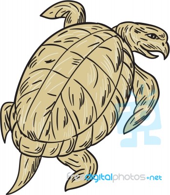 Ridley Turtle Drawing Stock Image