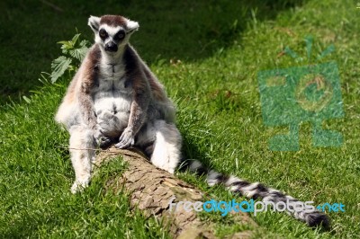 Ring-tailed Lemur Stock Photo