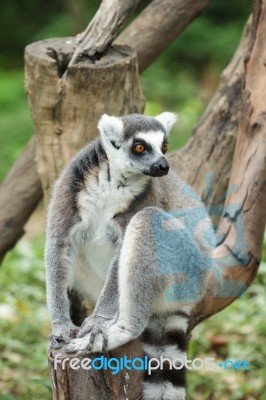 Ring Tailed Lemur Stock Photo