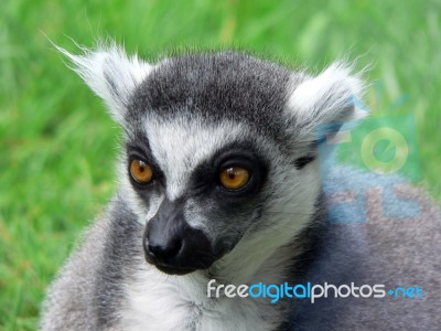 Ring Tailed Lemur Stock Photo