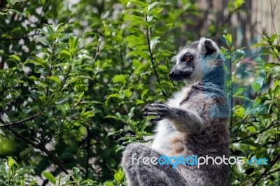 Ring-tailed Lemur (lemur Catta) Stock Photo