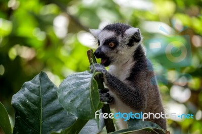 Ring-tailed Lemur (lemur Catta) At The Bioparc In Fuengirola Stock Photo