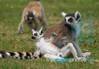 Ring Tailed Lemurs Stock Photo