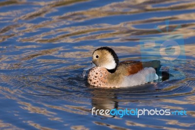 Ringed Teal (callonetta Leucophrys) Stock Photo