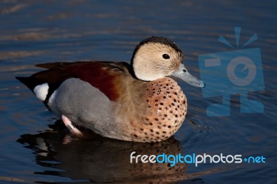 Ringed Teal (callonetta Leucophrys) Stock Photo