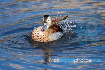 Ringed Teal (callonetta Leucophrys) Stock Photo