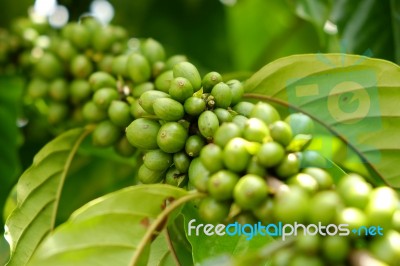 Ripe Coffee Stock Photo