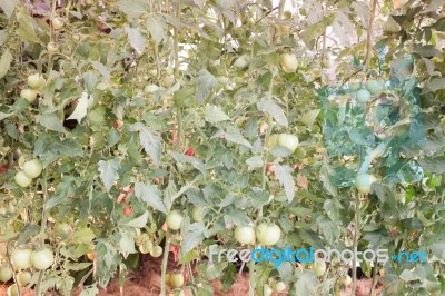 Ripe Fresh Tomatoes Growing On The Vine Stock Photo