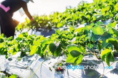 Ripe Fruit On The Plants Stock Photo