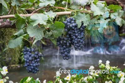 Ripe Grapes Hanging On Tree Display In Food Festival Stock Photo