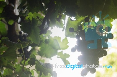 Ripe Grapes Hanging On Tree Display In Food Festival Stock Photo