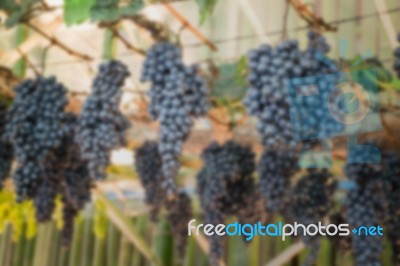 Ripe Grapes Hanging On Tree Display In Food Festival Stock Photo