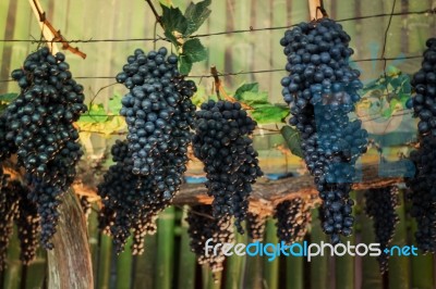 Ripe Grapes Hanging On Tree Display In Food Festival Stock Photo