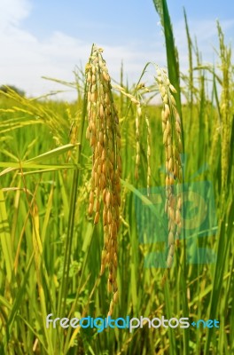 Ripe Heads Of Grain Stock Photo