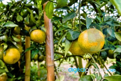 Ripe Orange Fruit On The Tree Stock Photo