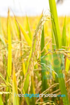 Ripe Rice Close Up Stock Photo