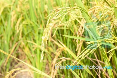 Ripe Rice Close Up Stock Photo