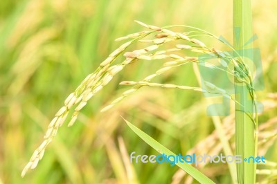 Ripe Rice Close Up Stock Photo