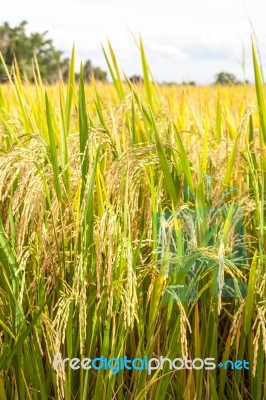 Ripe Rice Close Up Stock Photo