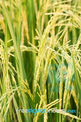 Ripe Rice Close Up Stock Photo