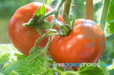 Ripe Tomatoes Growing Closeup Stock Photo