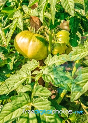 Ripening Green Tomatoes Stock Photo