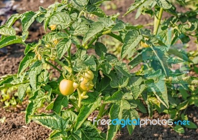 Ripening Green Tomatoes In The Garden Stock Photo