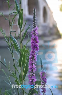 River Flower Stock Photo