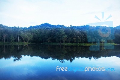 River In Forest With A Daytime Stock Photo