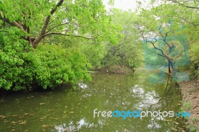 River In The Forest Stock Photo