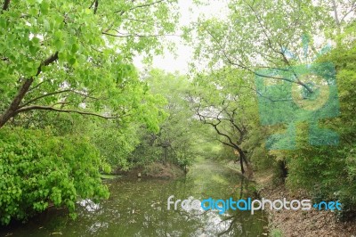 River In The Forest Stock Photo