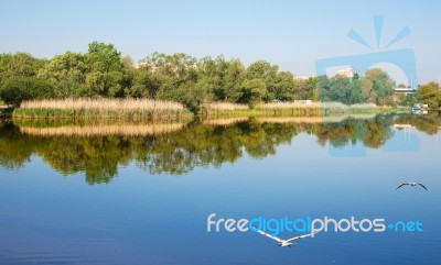 River Landscape In Summer Stock Photo