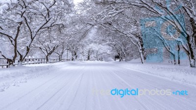 Road And Tree Covered By Snow In Winter Stock Photo