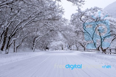 Road And Tree Covered By Snow In Winter Stock Photo