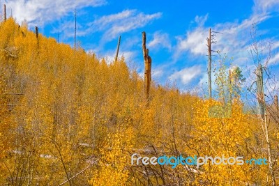 Road Around North Rim At Grand Canyon Stock Photo