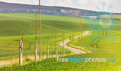 Road In A Green Spring Farmland. Sunny Rural Spring Landscape Stock Photo