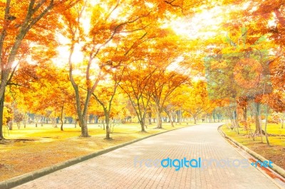 Road In The Autumn Forest Stock Photo