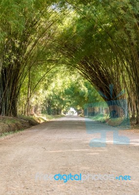 Road Through Tunnel Of Bamboo Tree Forest Stock Photo