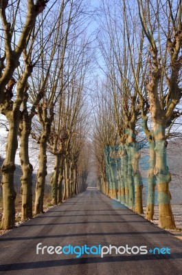 Road With Trees Stock Photo