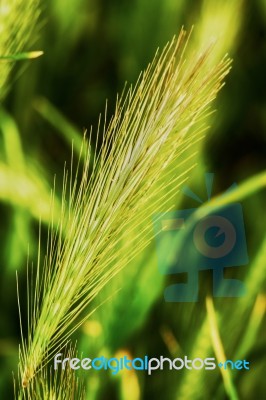 Roadside Spike Stock Photo